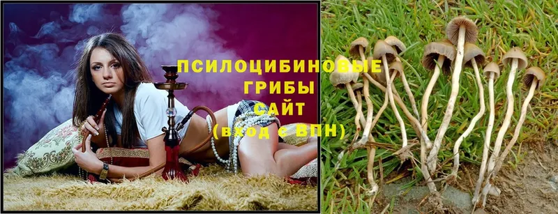 Псилоцибиновые грибы Cubensis  дарнет шоп  Соликамск 